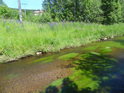 Písčité dno s oblázky zarůstá vodní travou.