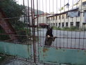 Hlídací pes za bránou u mostu do závodu v Prudké.