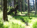 Zklidněný přítok Svratky v lese nad Cighájí.