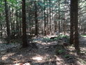 Oficiální pramen Svratky je poněkud ukrytý ve smrkovém lese.