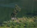 Borovice na břehu Svratky, zde zpomalené přehradou Vír.